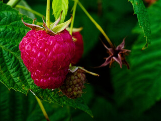 Ripe and unripe raspberries amidst rich greenery; an ideal representation of organic farming or...