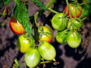 A cluster of tomatoes bathed in sunlight, from green to ripe, ready for harvest, symbolizing freshness. Uses: Food marketing, recipe blogs, health and nutrition guides.