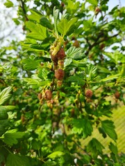 Przymrozek, agrest po przymrozku