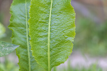 Close up of fresh horseradish leaves in the garden with blurred background, medicinal plant concept