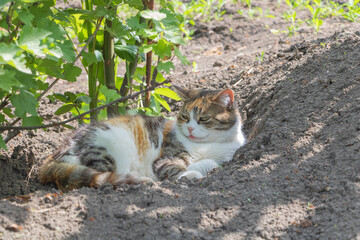 A tricolored cat lies in the shadow of bushes and smiles