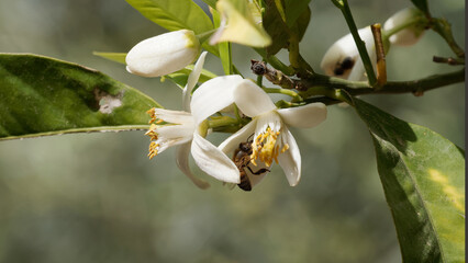A bee attracted by the scent of a blooming lemon tree