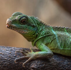 green iguana on a branch