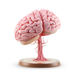 3D Simulated Brain Model