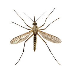 Mosquito close up top view, insect with wings, cut isolated on transparent background