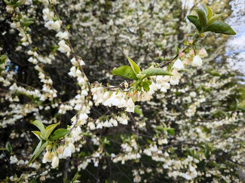 white halesia carolina close-up photo
