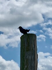 Fence post Bird perch in the clouds