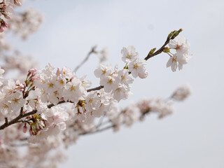 cherry tree blossom
