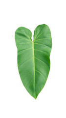 Leaf on white background, leaf Isolate with clipping path. Philodendron bilitea variegated leaf plant Garden in Green house barden, air purify with Monstera,philodendron selloum