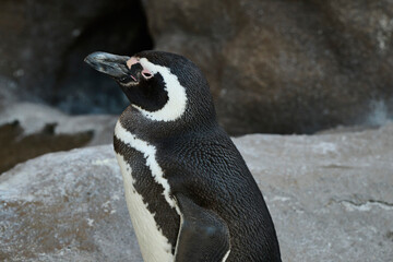 フンボルトペンギンが岩場に立つ姿