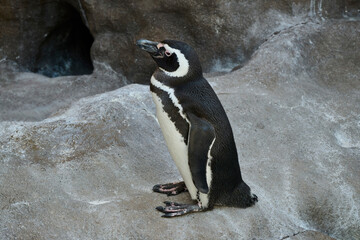Naklejka premium フンボルトペンギンが岩場に立つ姿