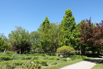 Obraz premium 木々の中の散歩路