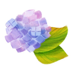 紫陽花　挿絵　イラスト