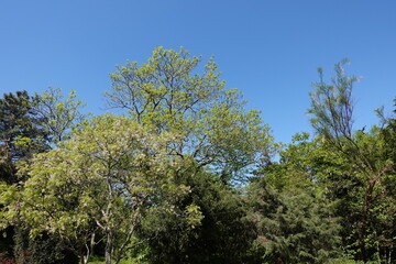 青空と様々な緑