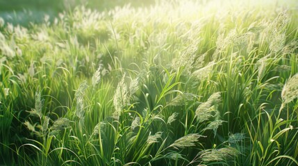 Obraz premium Beautiful looking Wild Grass