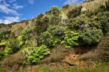 Mount Pico. Climbing the mountain. Plants flora botany Vegetation of Pico Island. Azores. Junipers.        - obrazy, fototapety, plakaty