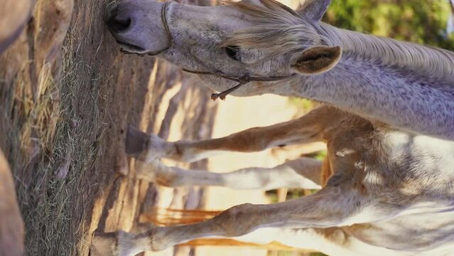 Close-up White horse in paddock, eating hay, pasture in forest mountain rock, rancho outside. Farm animal mare. Vertical