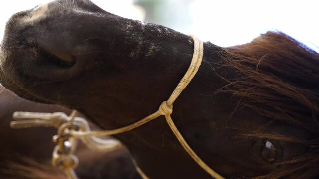 Close-up portrait of brown horse head with bridle in stable. Domestic animal rural, mane, preparation for equestrian. Vertical