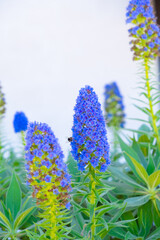 Blue inflorescences of echium, blue flowers in spring; Tivat, Montenegro