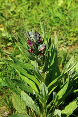 A purple flower on a plant