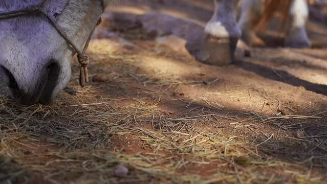 Close-up White horse in paddock, eating hay, pasture in forest mountain rock, rancho outside. Farm animal mare