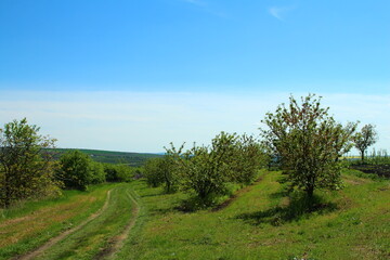 Obraz premium A dirt road with trees on the side