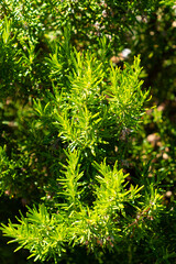 Young rosemary, macro, close up; Tivat, Montenegro