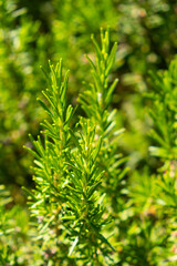 Young rosemary, macro, close up; Tivat, Montenegro