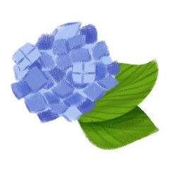 青の紫陽花　挿絵　イラスト
