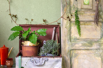 Garden arrangement concept with old door and antique suitcase with plants and lavender in pots