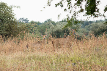 Deer in the jungles of Tadoba, India