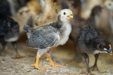 chicken on the beach