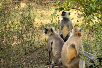 Langurs in the jungles of Tadoba, India