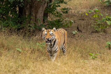Bengal tiger in Tadoba