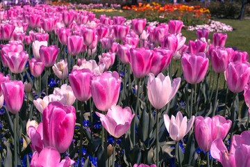 Pink tulips field in a sunny spring day