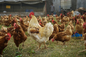 chicken