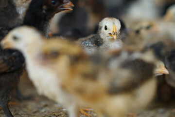 group of chicken