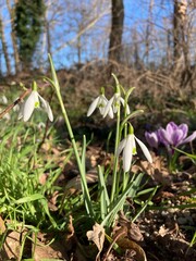 snowdrops in the snow