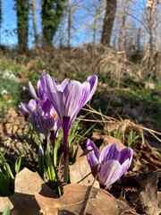 spring crocus flowers