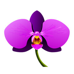 orchid background art high