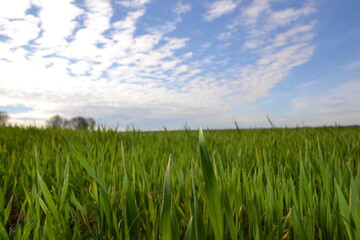Beautiful nature. Green grass and sky.
