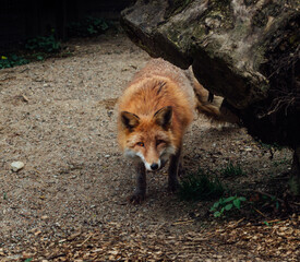 Europien senior fox