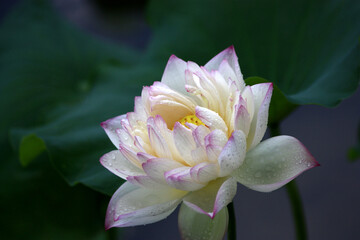 white lotus flower in bloom