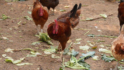 Rooster in the farm 