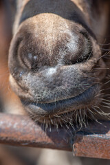 Thoroughbred horses graze on a summer field.
