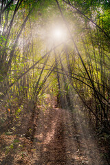 The sunlight shines on the far away sides of the trees in green tropical forest, Thailand.