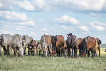 Obraz premium Thoroughbred horses graze on a summer field.