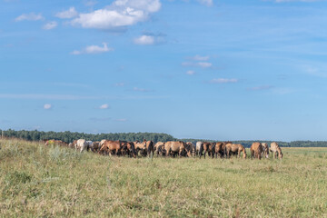 Thoroughbred horses graze on a summer field.