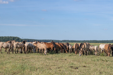 Obraz premium Thoroughbred horses graze on a summer field.
