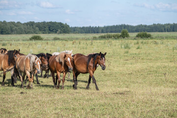 Fototapeta premium Thoroughbred horses graze on a summer field.